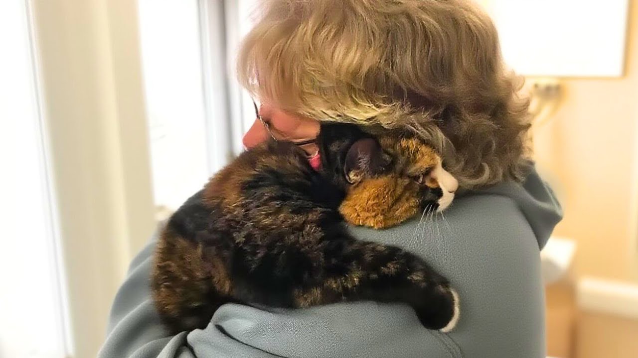 Tierheimkatze klammert sich an Frau und bittet verzweifelt darum, adoptiert zu werden