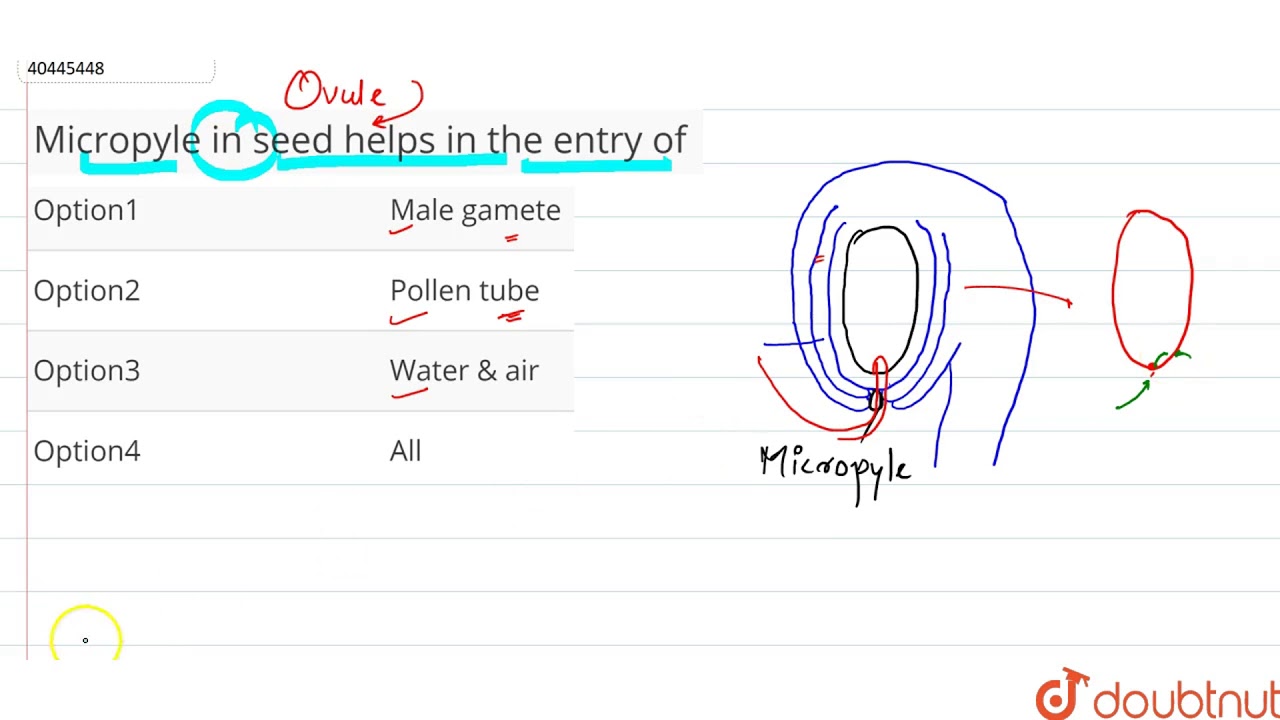 Micropyle in seed helps in the enrrty of