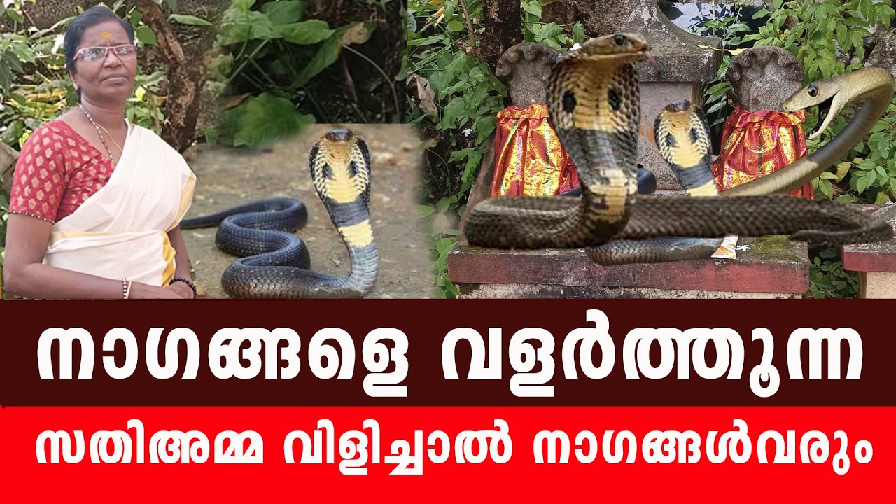 സര്‍പ്പങ്ങളെ വളര്‍ത്തുന്ന സതിഅമ്മയും  കാവുവിശേഷങ്ങളും ... 