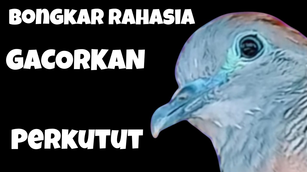 PALING CEPAT DAN SANGAT AMPUH ,,,CARA CEPAT DAN MUDAH GACORKAN PERKUTUT RAWATAN KITA