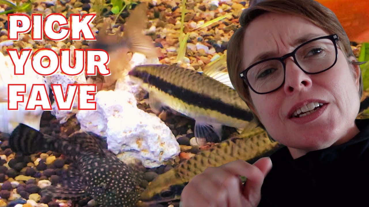 What fish go together - watch corys, bristlenose and siamese algae eaters
