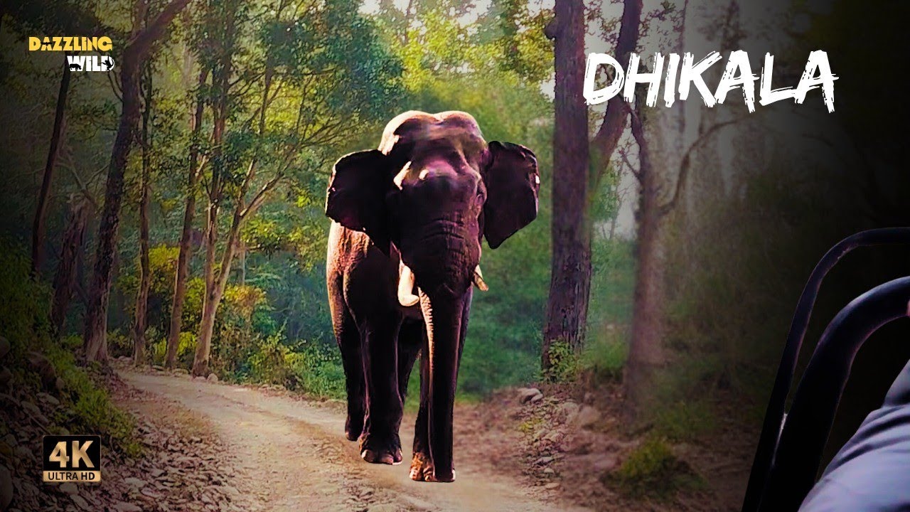 Giant Tusker 🦣 blocked our path twice in Corbett National Park 🥶😱 | #wildlifeencounter #jimcorbett 