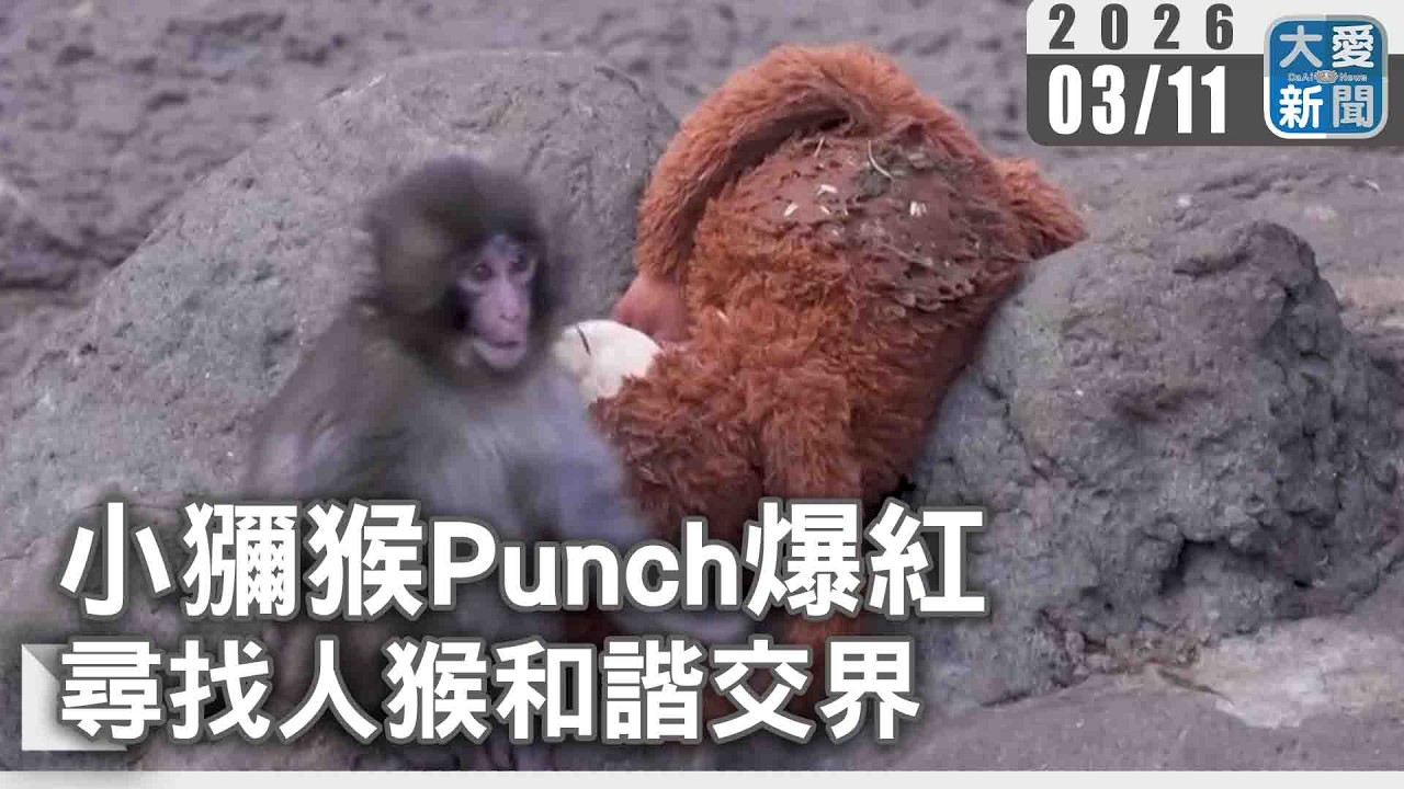 小獼猴Punch爆紅 尋找人猴和諧交界｜#大愛新聞 #國際新聞 #Punch