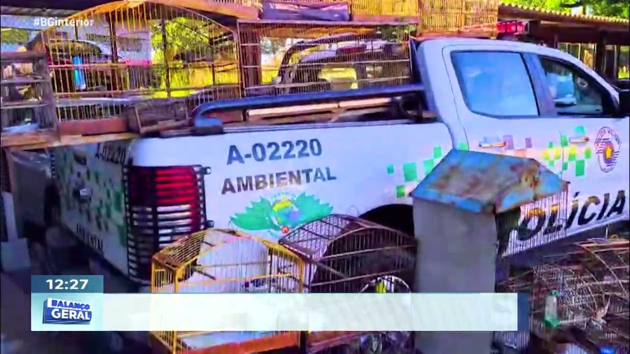 Resgate animal: aves tiradas de cativeiro em Agudos