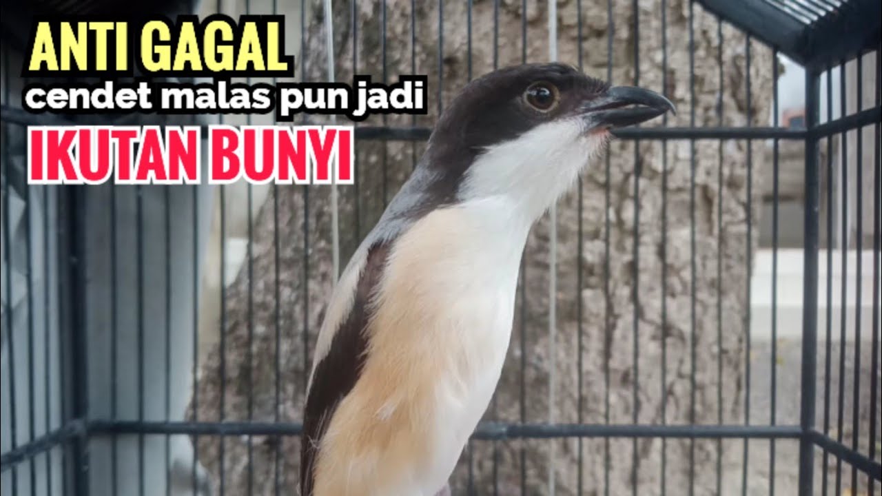 Suara Cendet Gacor Toet toet Efektif Anti Gagal Bikin Cendet Malas pun Langsung Nyaut Bunyi Seketika