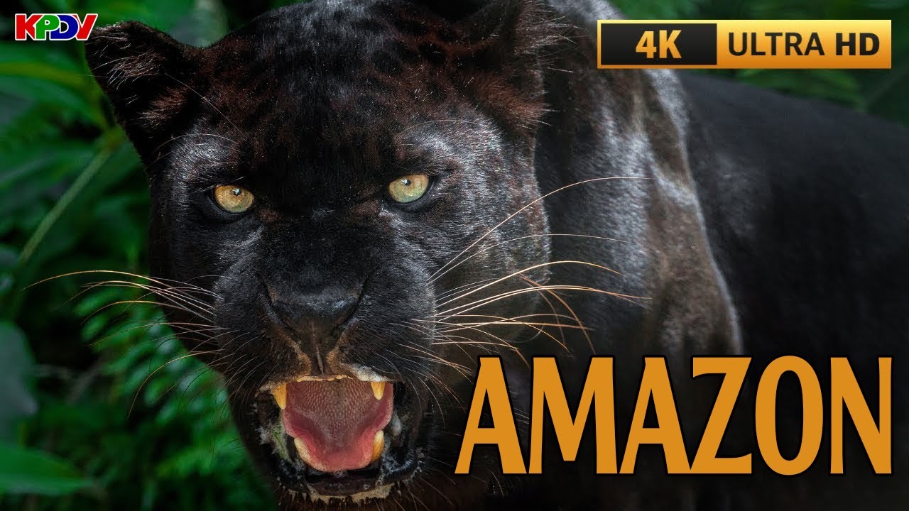 NHỮNG KẺ SĂN MỒI ĐÁNG SỢ NHẤT RỪNG AMAZON - VIDEO 4K UTRA HD | KPDV