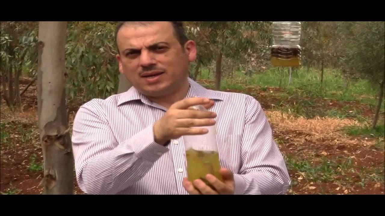 مكافحة الدبور الاحمر بواسطة مصائد المحاليل المختمرة