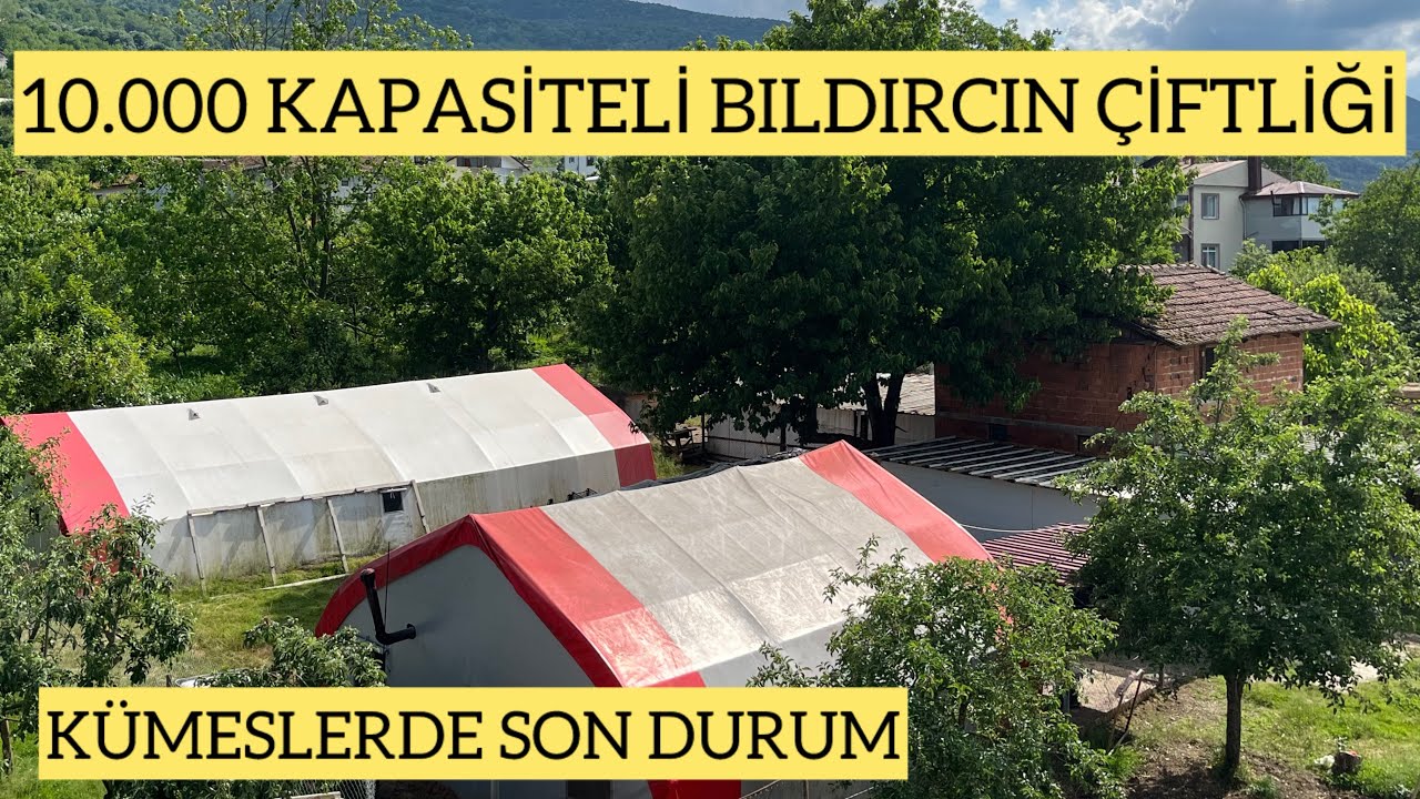 10.000 KAPASİTELİ BILDIRCIN ÇİFTLİĞİ -/  ÖZEL TÜRLER GÜZEL KUŞLAR