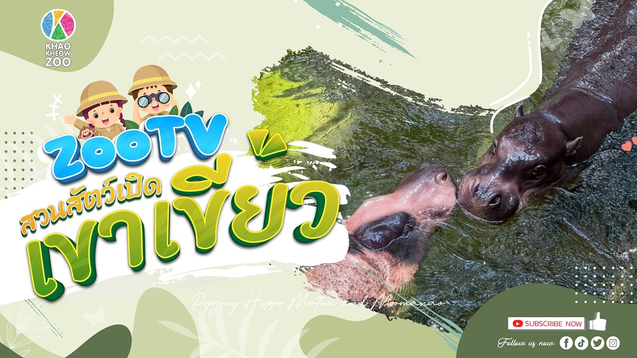 🔴 Live! หมูตุ๋น x หมูมะนาว | 17-2-2026 , 12:00 | Zoo TV สวนสัตว์เปิดเขาเขียว