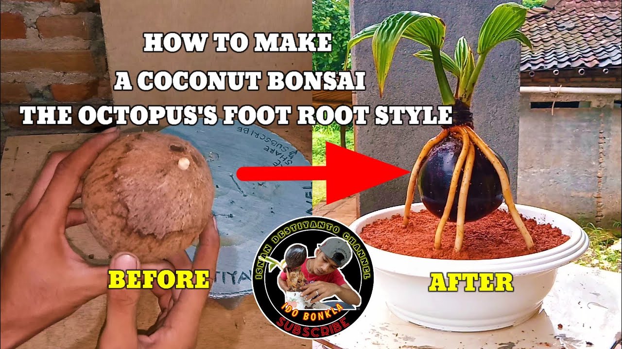 KAKI GURITA | CARA MEMBUAT BONSAI KELAPA GAYA AKAR KAKI GURITA 