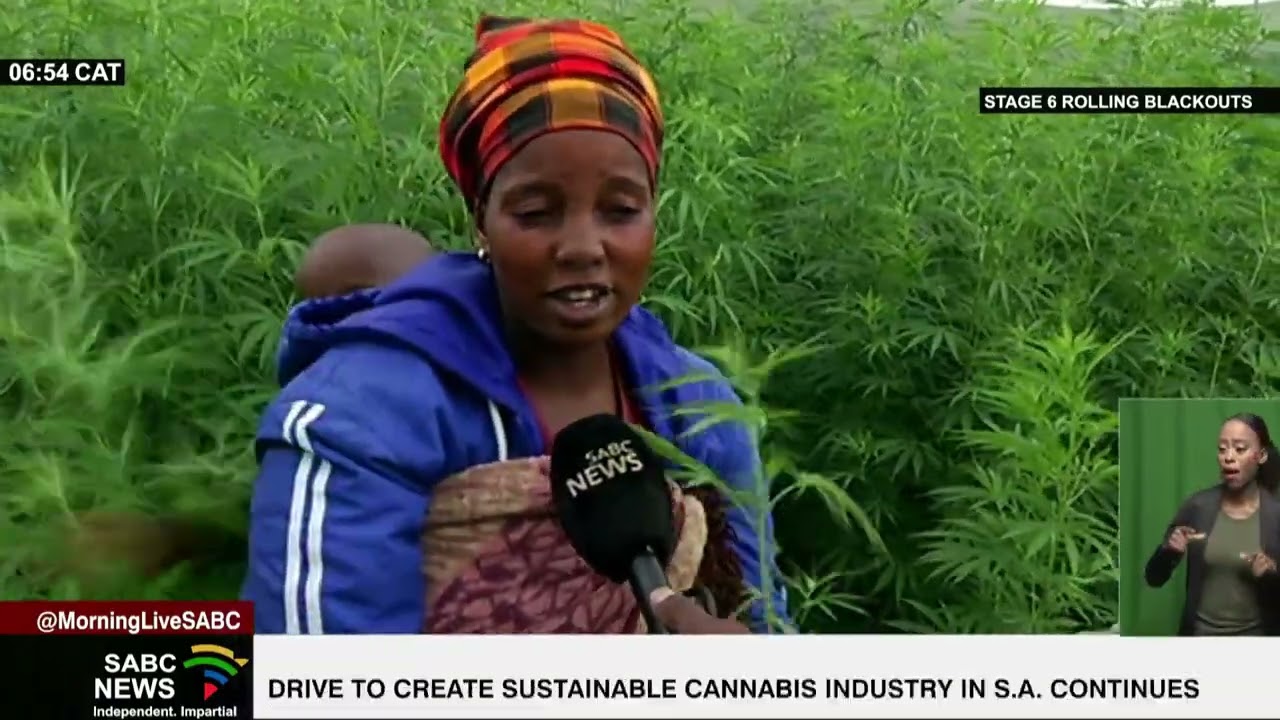 Drive to create sustainable cannabis industry in SA continues