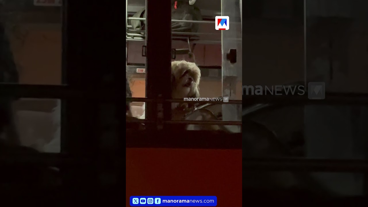 'ഒരു ട്രിപ്പ് പോയേച്ചും വരാം ഗൂയ്സ്...'; കെഎസ്ആർടിസി ബസിൽ നായക്കുട്ടിയുടെ സുഖയാത്ര | Dog | Ksrtc