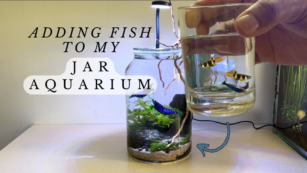Adding fish and shrimp to my nano jar aquarium