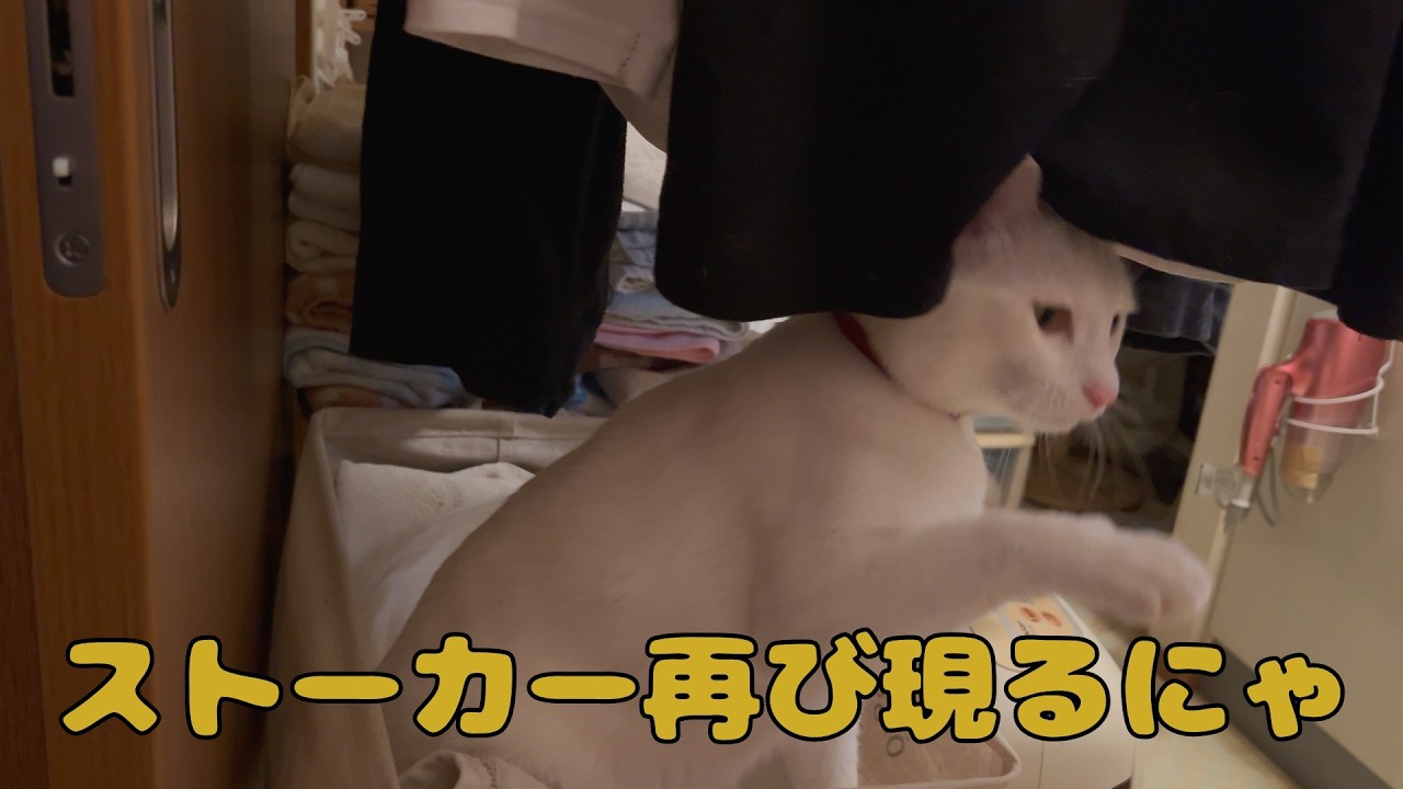 【保護猫】🐈ストーカーが再び現るにゃ🐈の巻【にゃんこ日和】【rescued cat】