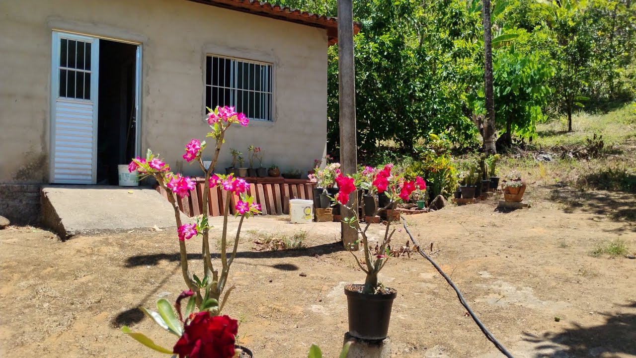 Como eu faço adubação orgânicas nas Rosas do deserto,