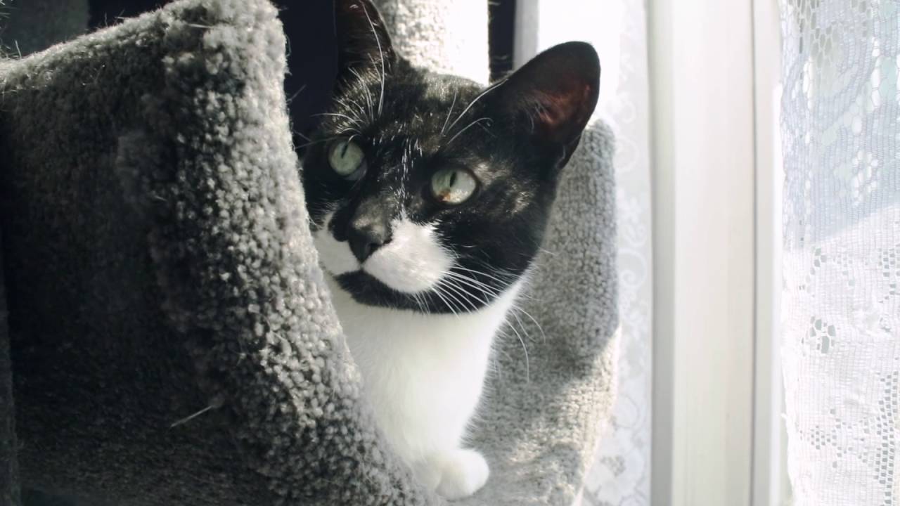 Wie kann ich meinen Katzen helfen, sich zu vertragen?