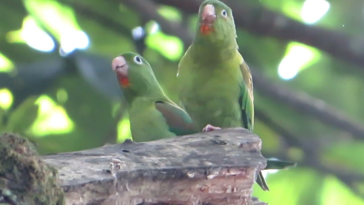 una hermosa pareja de pericos cantando //  capture wild birds
