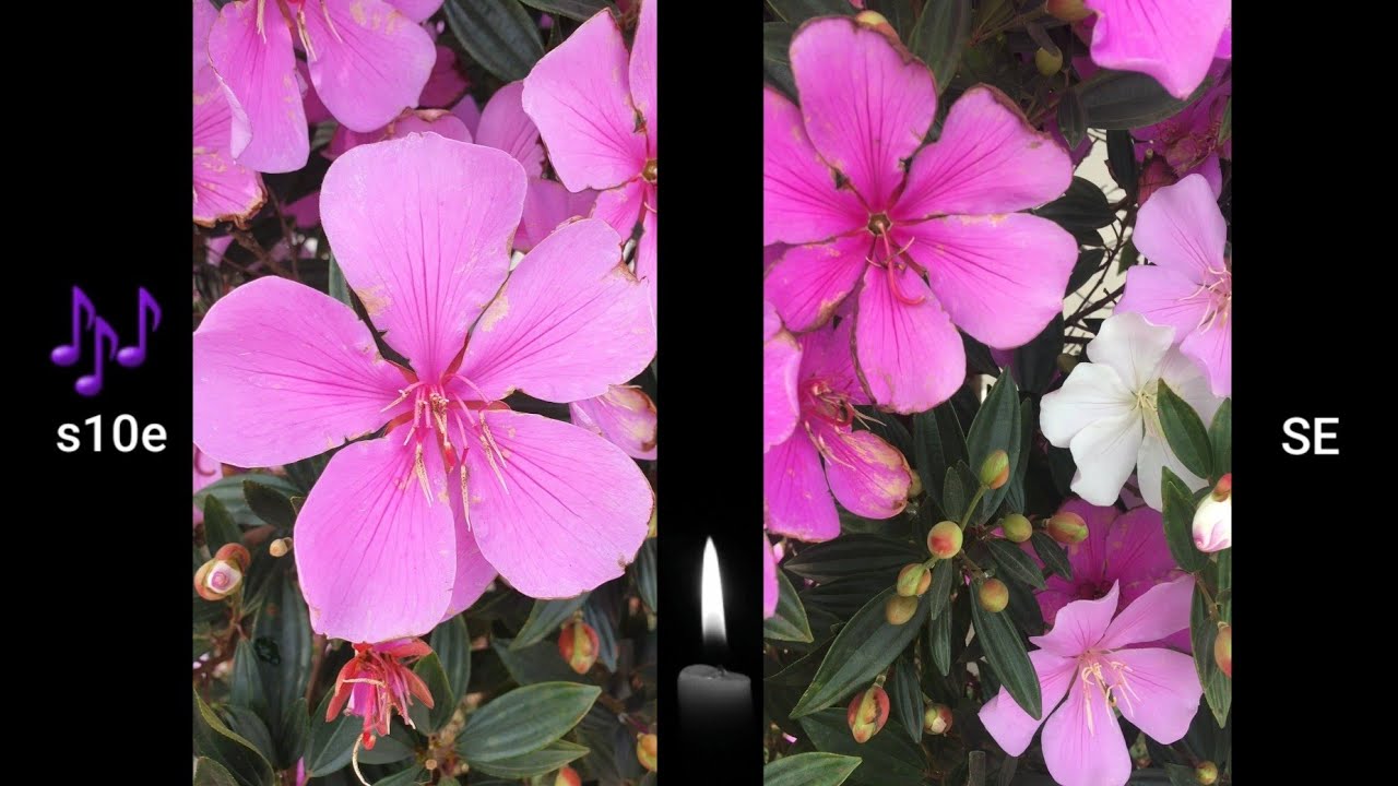 IPhone Se VS Samsung s10e comparativo de câmera 4K