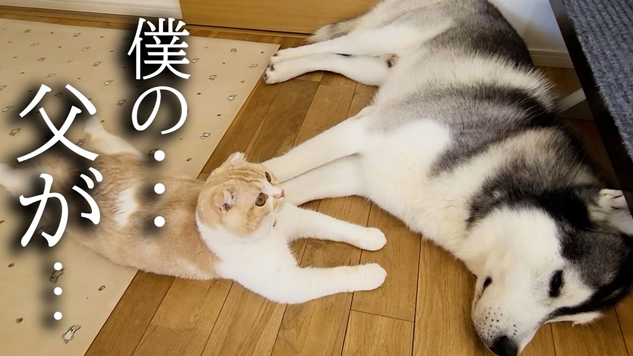 猫がニャーニャー泣いてたので行ってみるとこうなってました...