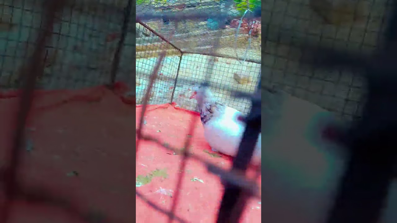 Gosi🕊️ #pigeon #vlog #reels #trending #kabootarpakda #kabutar #viralvideo #viralshort