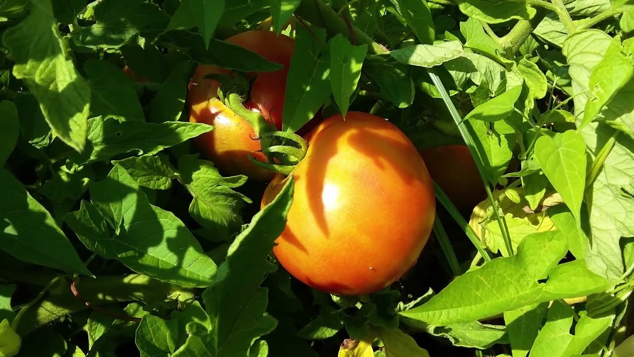 616MC Tomato (Tomato Chichewa)