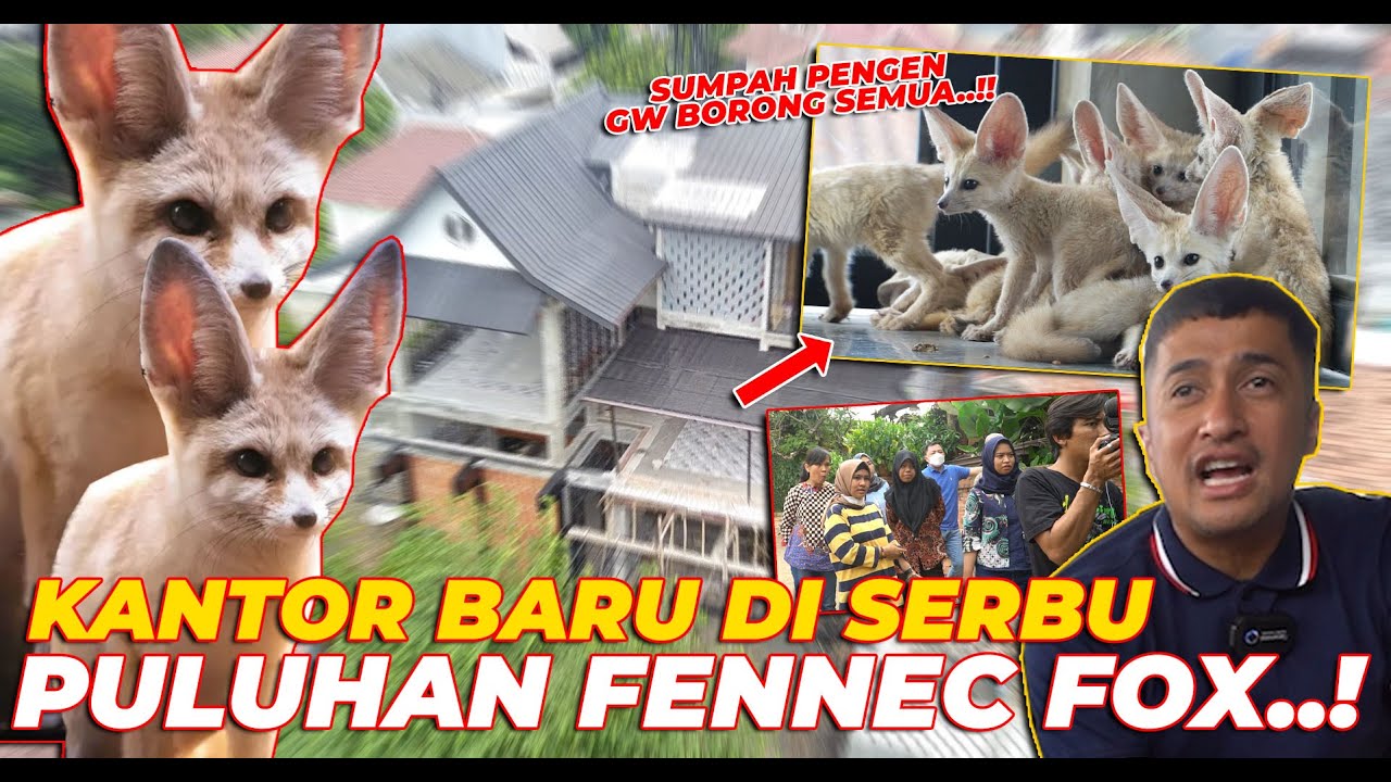 HEBOHHH..! BINATANG LUCU INI SERBU KANTOR BARU. BUANYAKK BANGET...!!