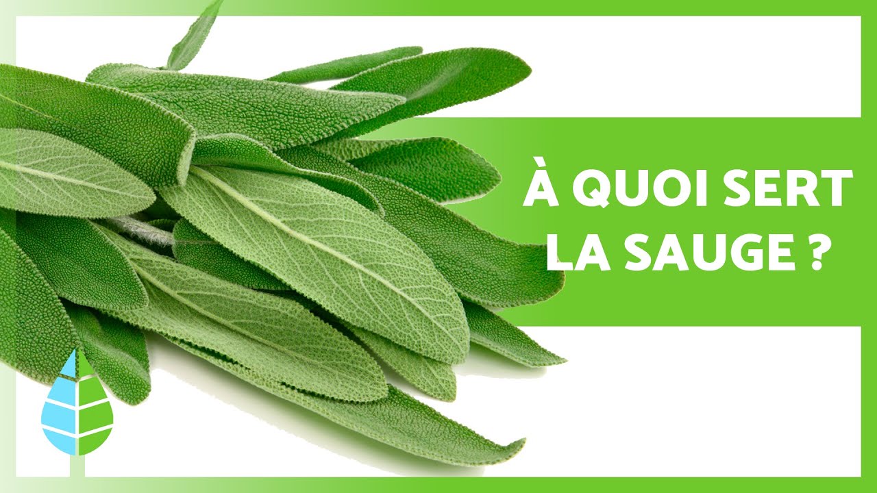 BIENFAITS DE LA SAUGE 💜 (Propri&eacute;t&eacute;s, &agrave; quoi &ccedil;a sert et utilisations)
