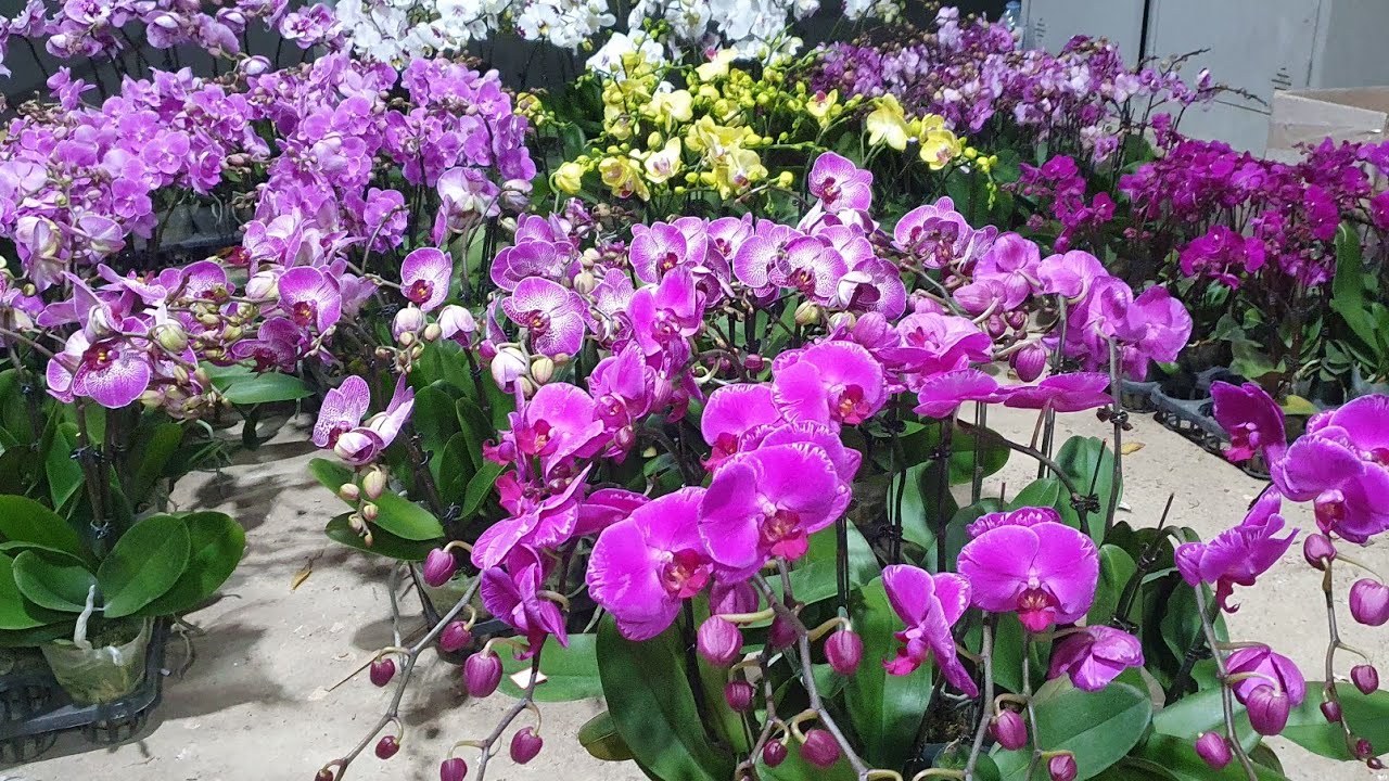 QUÁ VÍP RẺ VÔ CÙNGTỐI 26/1.THANH LIỄU,HỒ ĐIỆP,SATO, ĐENRO,SONG HỶ,KÈN,VŨ NỮ(0849490188/0396164604