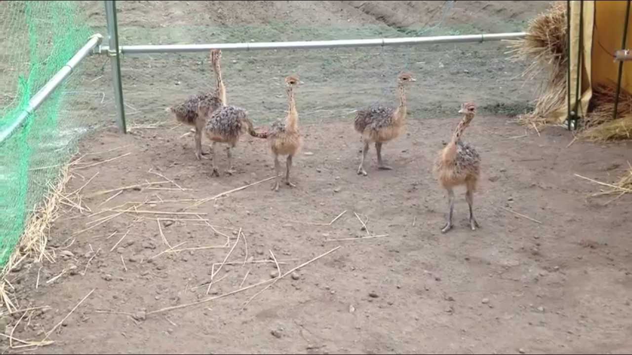 Running Baby Ostrich