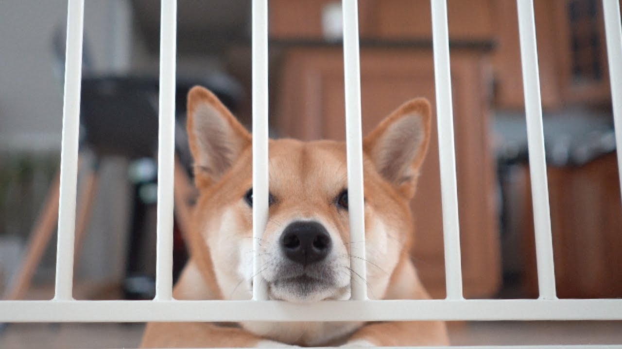 My Dog Went to Jail!