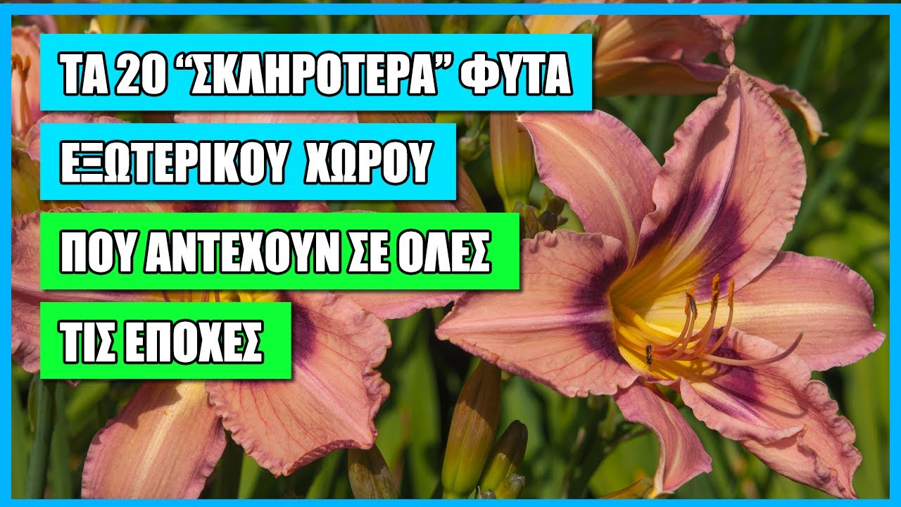 ΤΑ 20  ΚΟΡΥΦΑΙΑ ΑΝΘΕΚΤΙΚΑ ΦΥΤΑ ΕΞΩΤΕΡΙΚΟΥ ΧΩΡΟΥ ΓΙΑ ΟΛΕΣ ΤΙΣ ΕΠΟΧΕΣ | ΦΥΤΑ ΓΙΑ ΤΕΜΠΕΛΗΔΕΣ