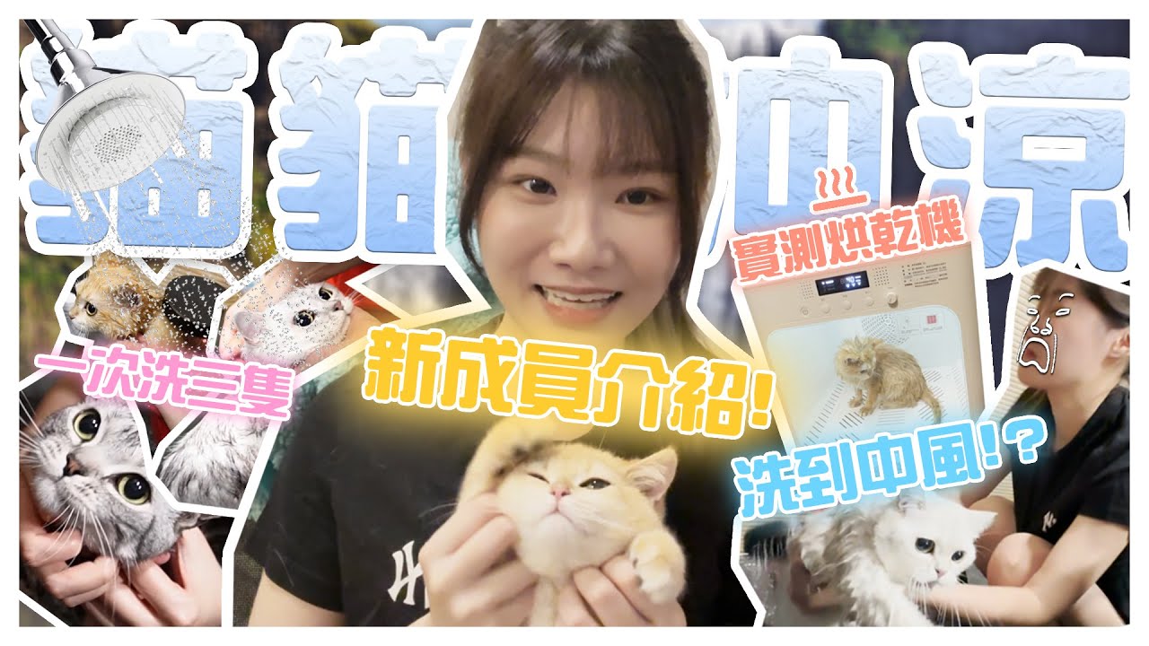 新成員介紹💥一次過幫3隻貓沖涼🙀嚇到瀨尿💦寵物烘乾機真的好用嗎❓