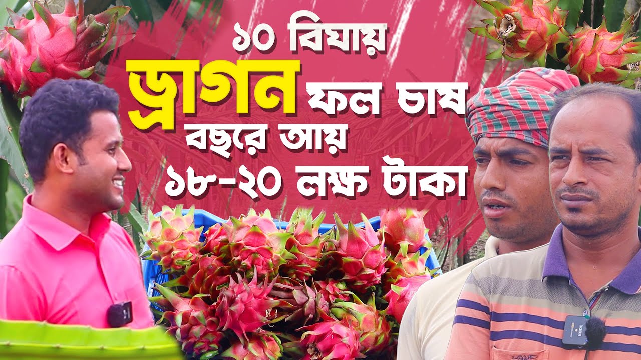 প্রবাস নয় দেশেই ১০ বিঘায় ড্রাগন ফল চাষ | বছরে আয় করছেন প্রায় ১৮-২০ লাখ টাকা | Dragon Fruit Farming