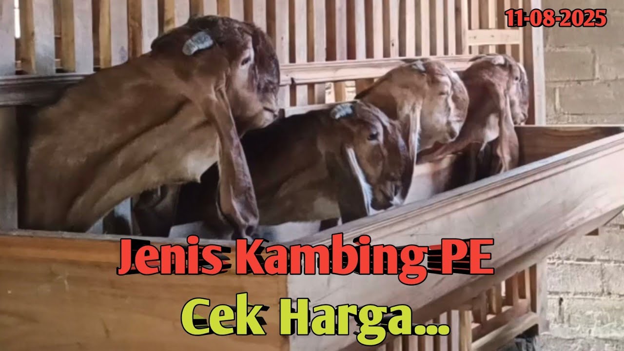 CEK HARGA JENIS KAMBING PE