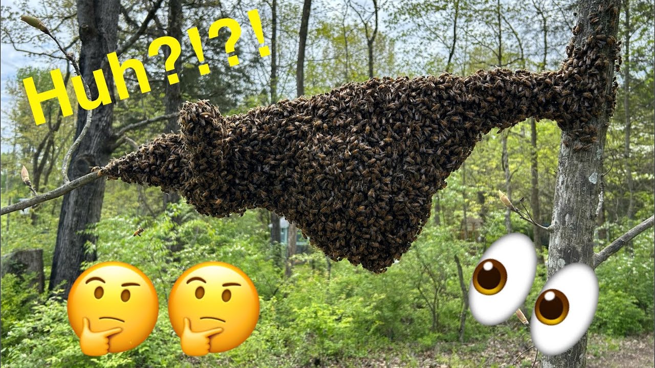 Ловить рой медоносных пчел с помощью пузырька с таблетками?!?!?!