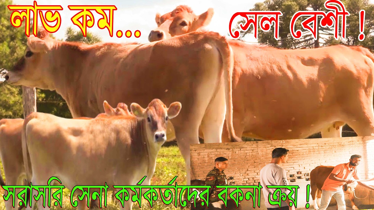লাভ কম সেল বেশী ! সরাসরি সেনা কর্মকর্তাদের বকনা ক্রয় ! জার্সি গাভী বকনার টপ বিক্রয়ক্রেন্দ্র।গরুরহাট