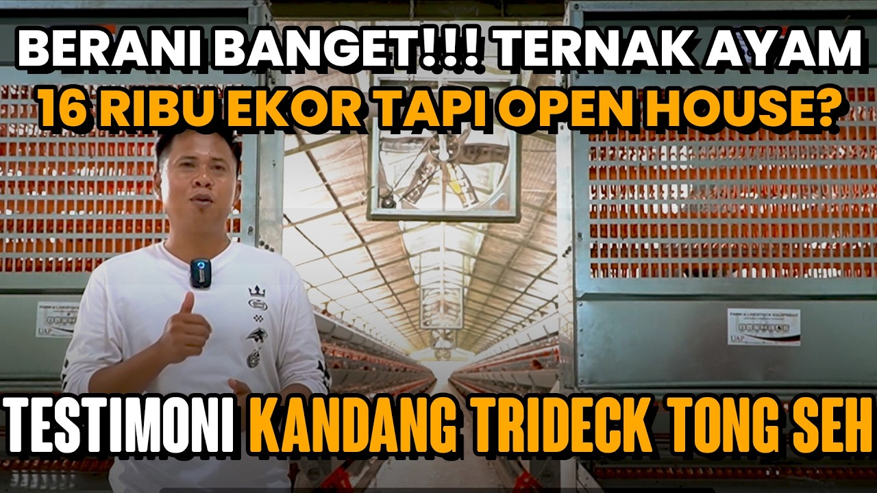 16.000 EKOR AYAM PAKAI KANDANG OPEN HOUSE OTOMATIS - Testimoni Kandang Tong Seh