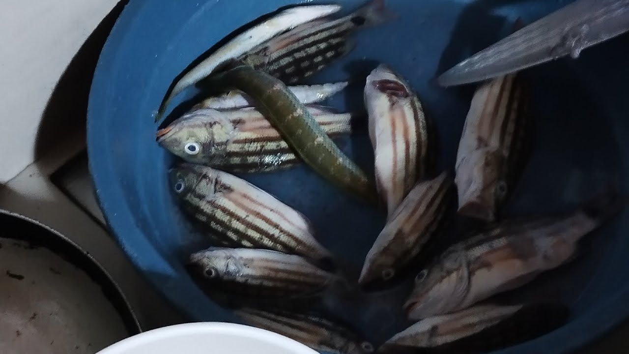 Ajing Ep.9 Nagkape ako sa pier, kamot ulo pero nakabawi