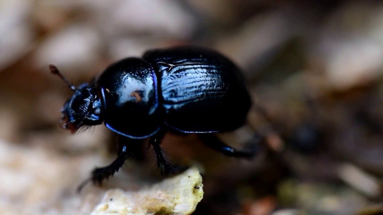 Bousier Anoplotrupes stercorosus