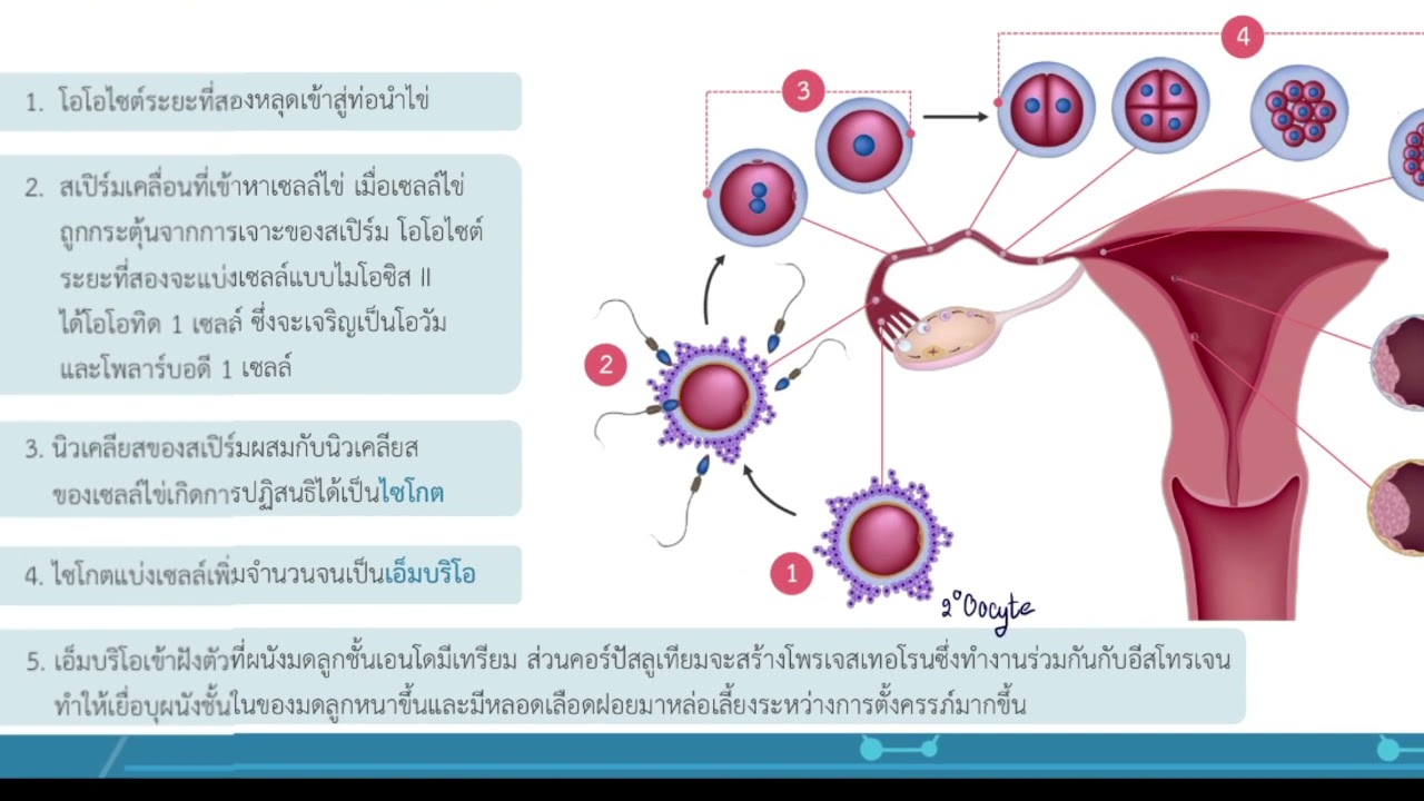 การปฏิสนธิและการตั้งครรภ์