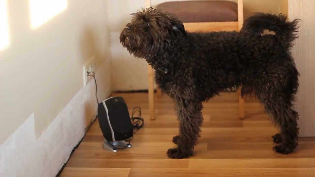 Dulis, singing dog. Moby - Why does my heart feel so bad