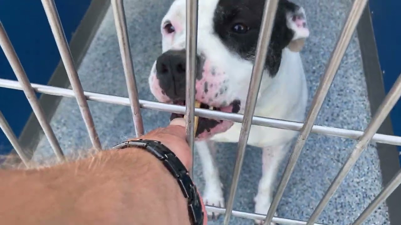 Long Beach Animal Care Services Adoptable Dogs Walkthrough 7/31/2022 #ClearTheShelters Event LBACS