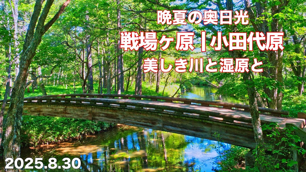 【奥日光】4K 美しき川と湿原 戦場ヶ原 | 小田代原 秋を感じるハイキング！
