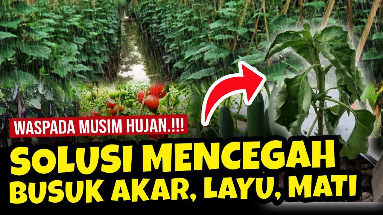 WAJIB TAU.!!! SOLUSI LENGKAP CEGAH TANAMAN KENA BUSUK AKAR, LAYU DAN MATI SAAT MUSIM HUJAN