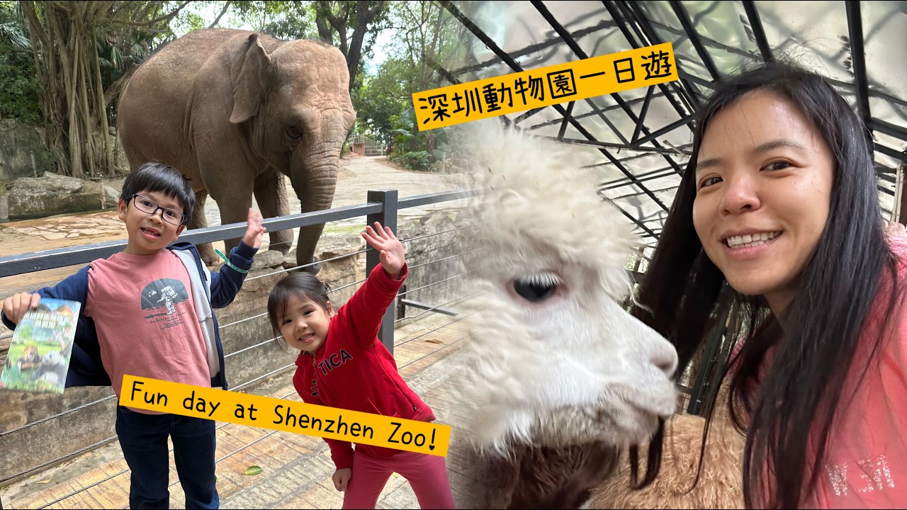 Shenzhen Zoo Thrills: Kids feed Alpacas and Elephants! 深圳野生動物園一日遊