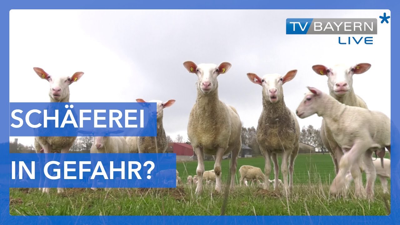 Schäferei in Gefahr - Den Schäfern droht das aus