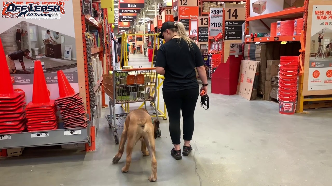 5 Month Old Boerboel 