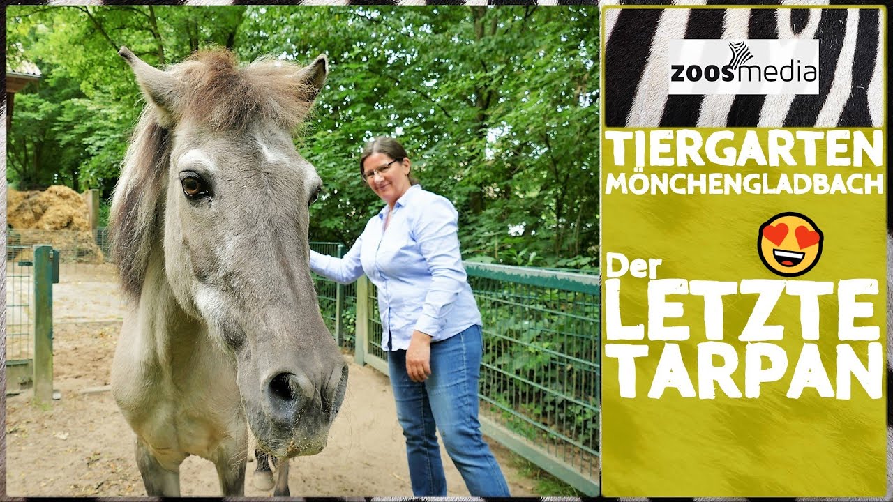 Tiergarten Mönchengladbach: Der letzte TARPAN in Odenkirchen | zoos.media