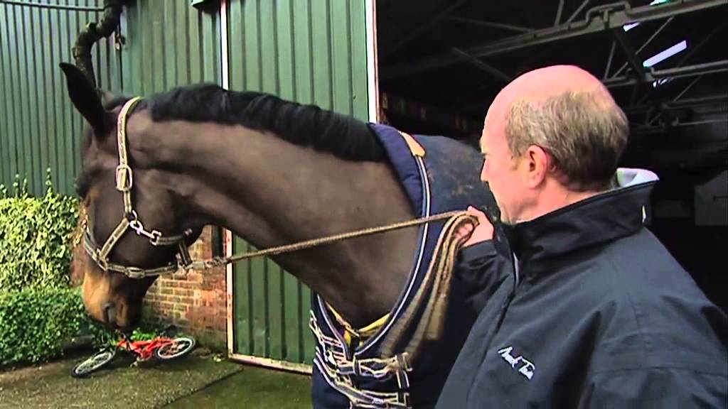 Showjumping - Michael Whitaker At Home - February 2010
