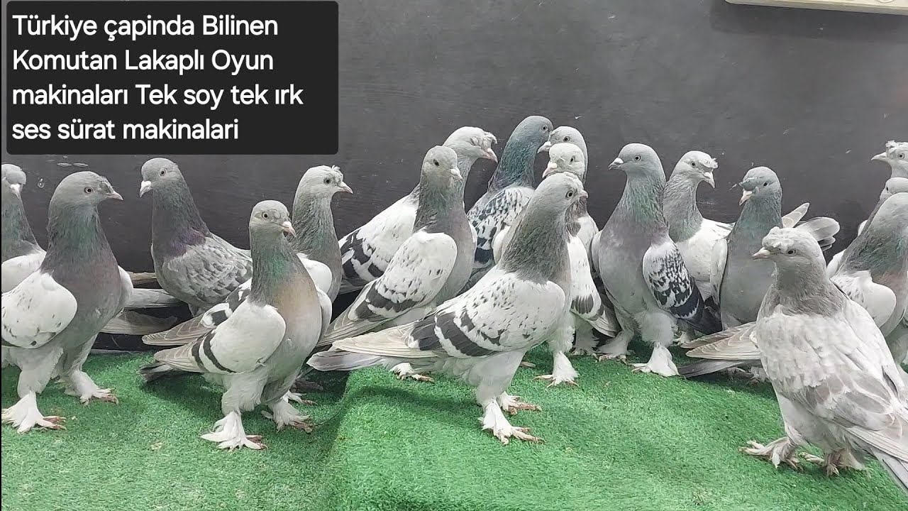 Türkiye Çapinda Bilinen #Komutan İsimli Oyun makinlari ses sürat Sefer Makinaları Çarşamba mezatta